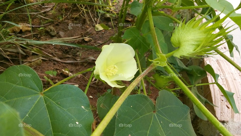 Cotton Flower