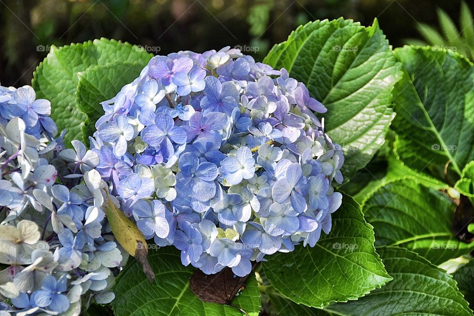 Flores azul violeta, cultivar en jardines