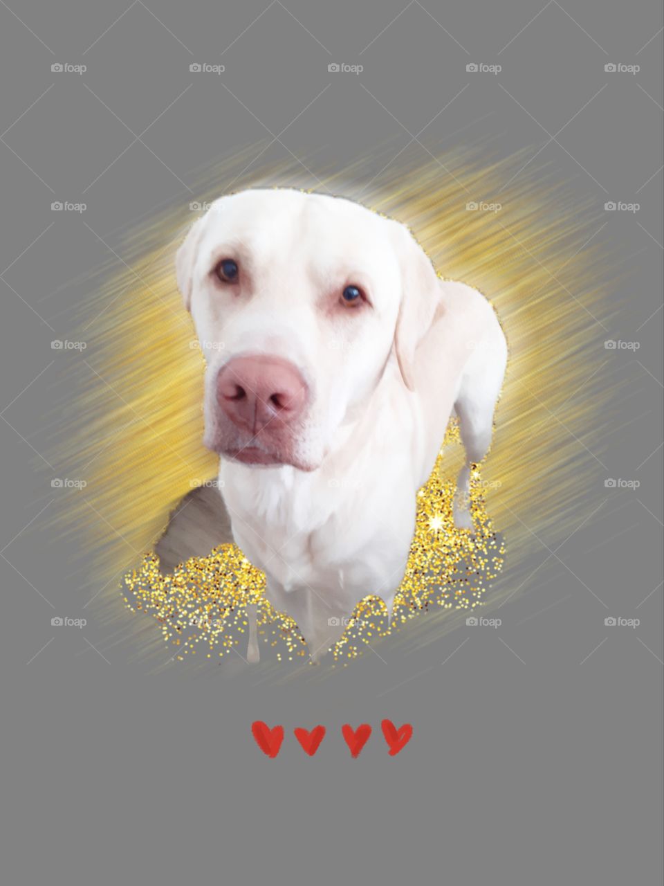 Labrador