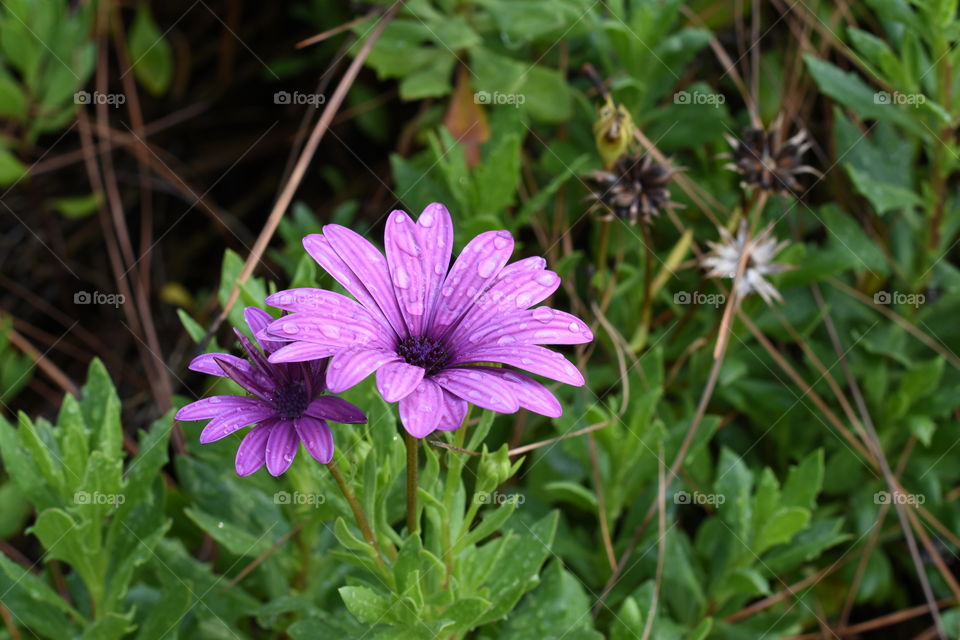 Violet flower after the rain