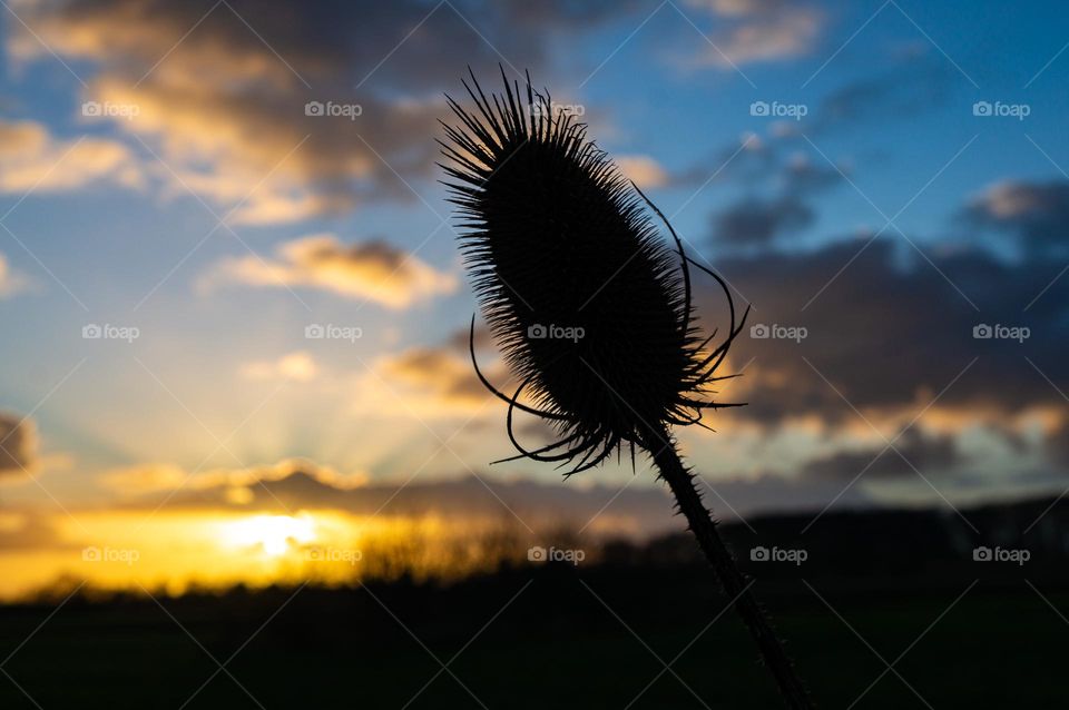 Thistle as a silhouette during sunset