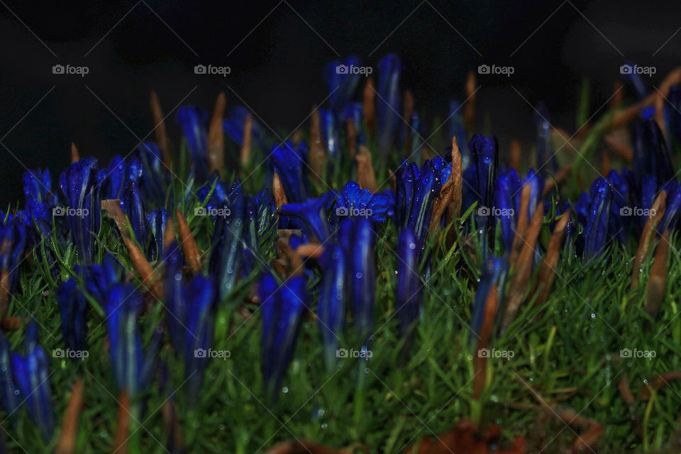 nature flower blue night by thobbz