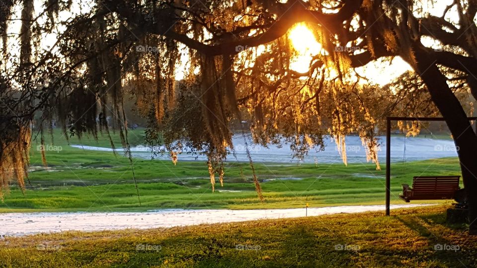 Tree, Landscape, Nature, Park, Water