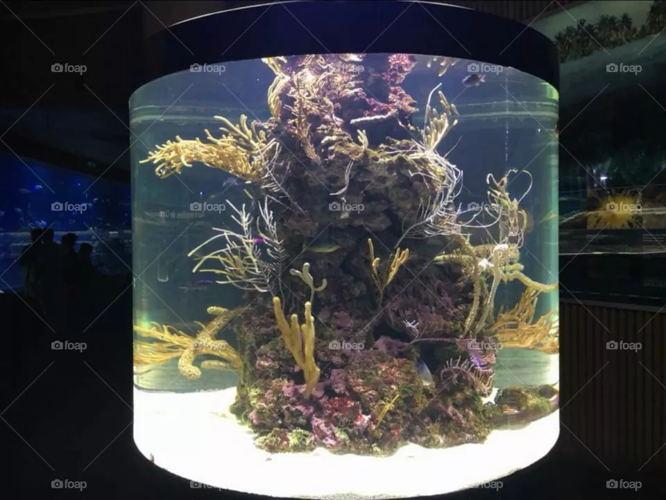 oceanografic