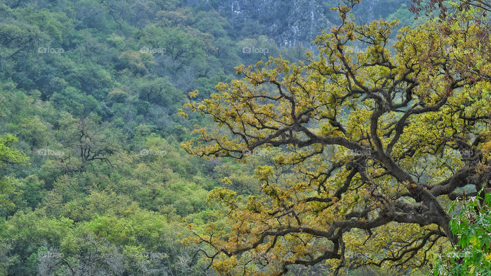 Spring season seen from a tree and mountain composition