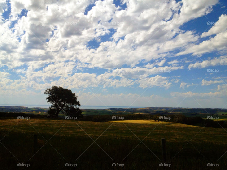 green grass tree water by thunder67au