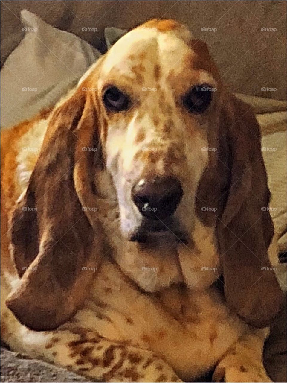 Basset hound in portrait