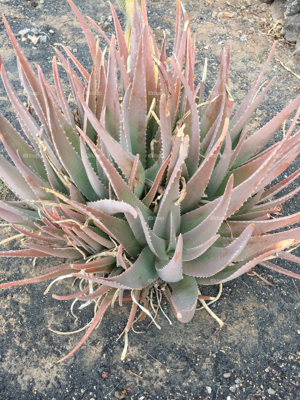 Aloe vera Canaria