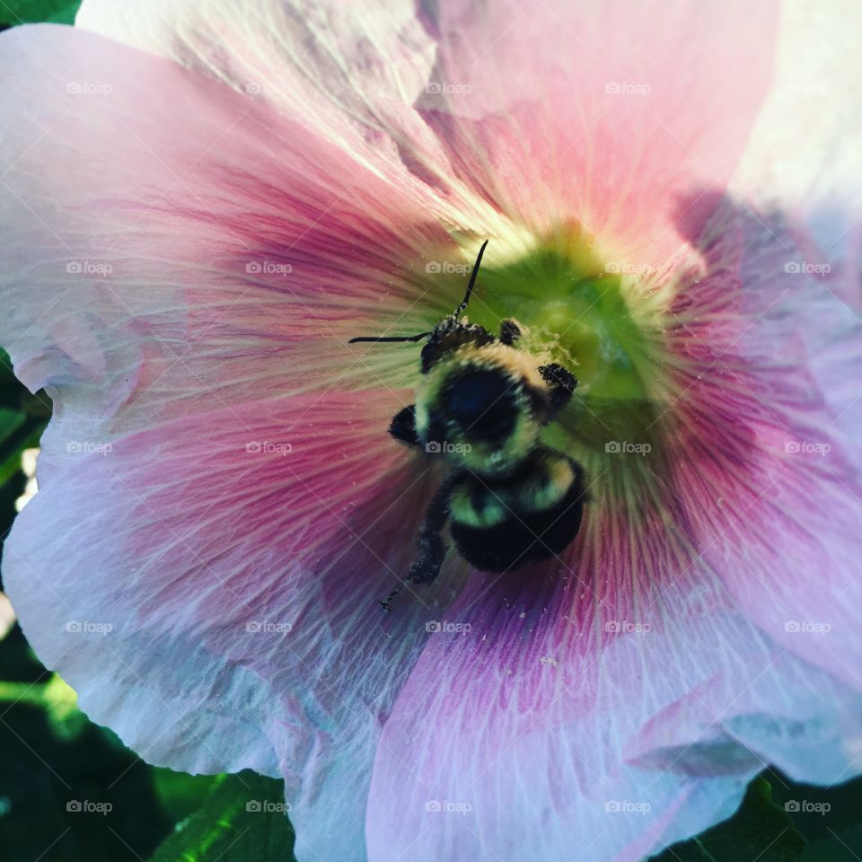 Bee in a pink flower 