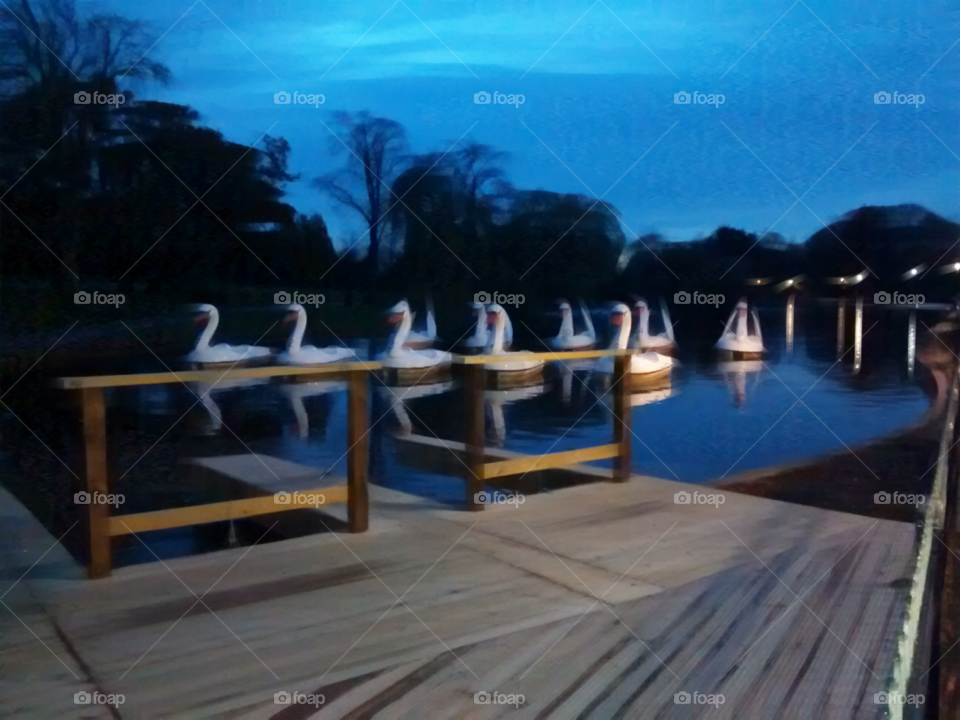 Invasion of the giant swans
