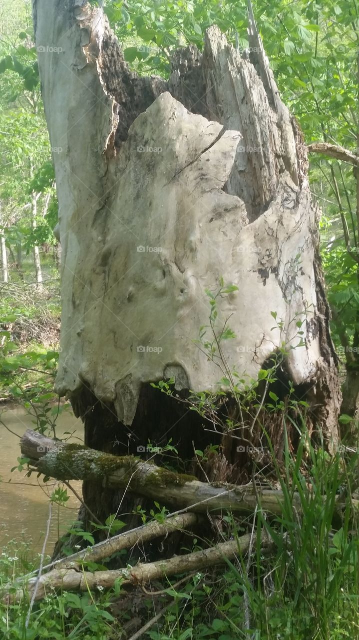 Hollow  tree stump