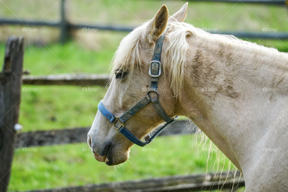 View of horse head