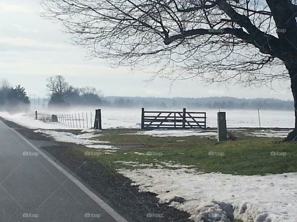 Foggy Fields
