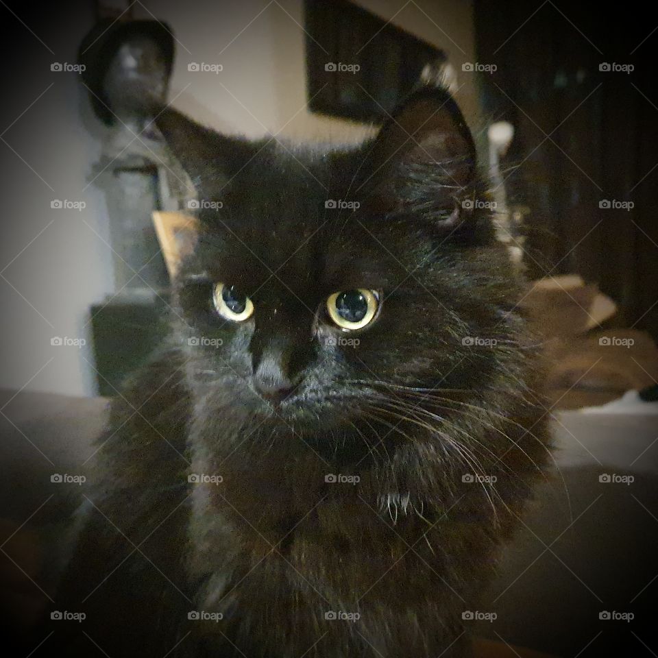 Black cat Xena on the table