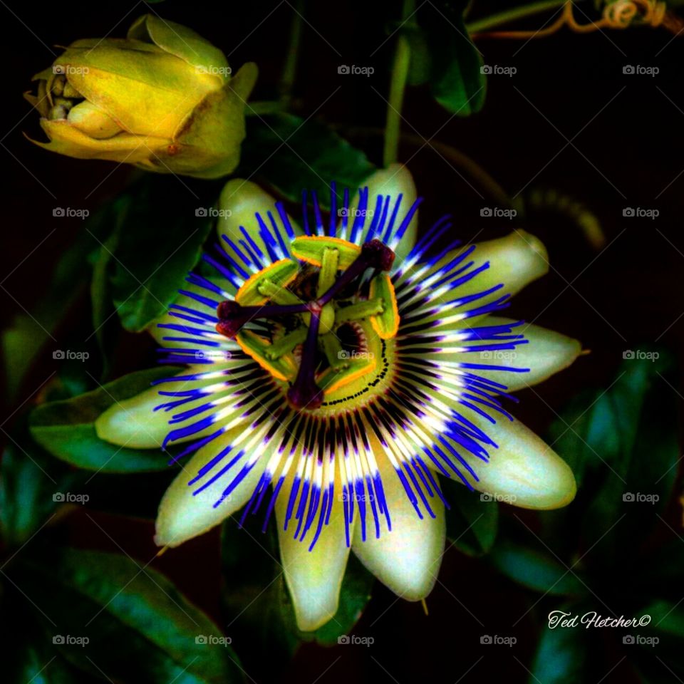 Repeat of colorful flower