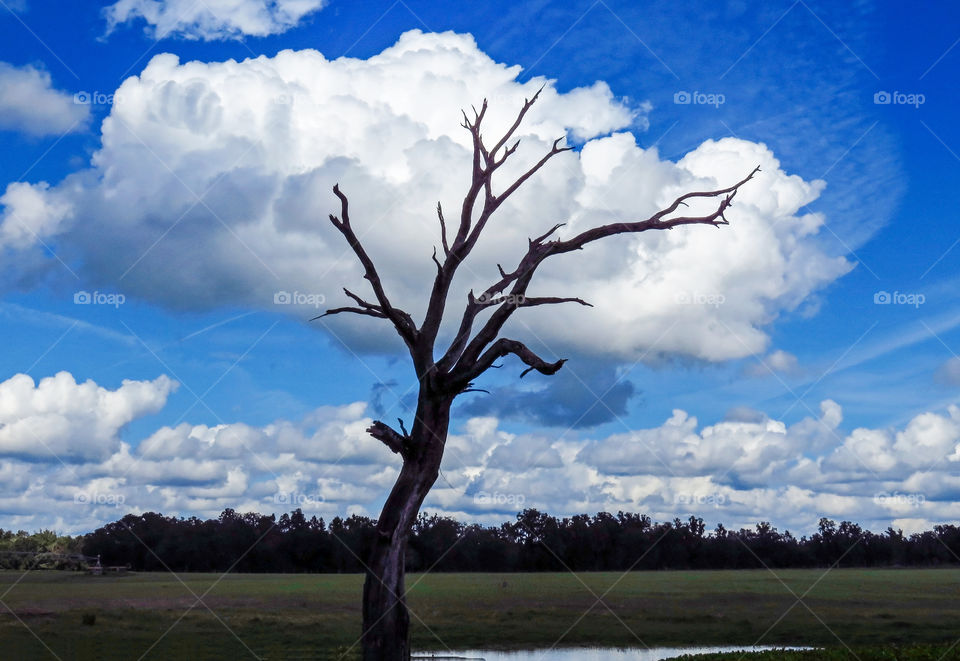 the head in the cloud
