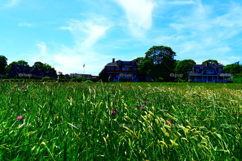 green field in the foreground with pink purple flowers and homes in the background.