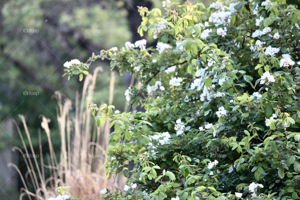 Wild rose bush