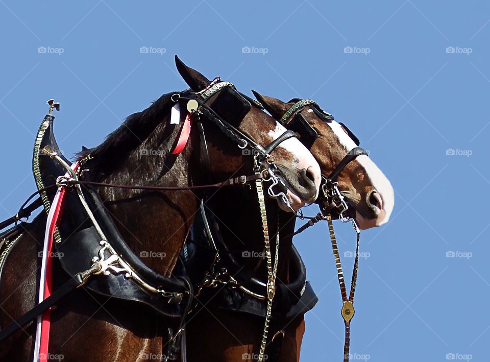 Majestic Clydesdale Horses 