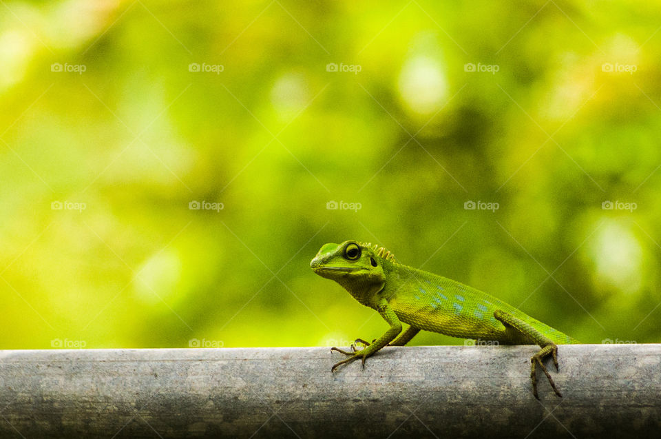Green iguana of west borneo shot at singkawang region