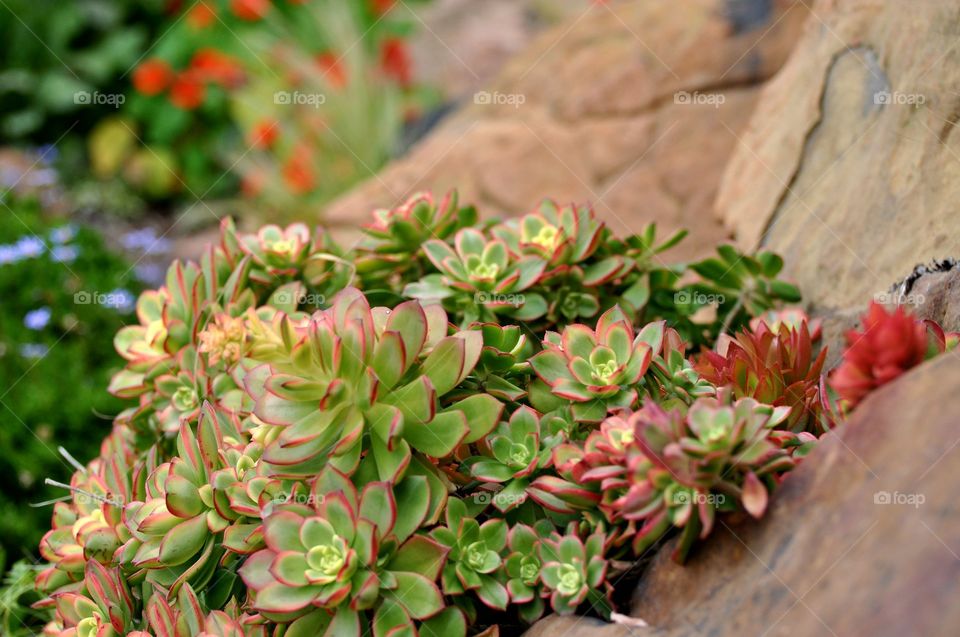 Desert shrubs