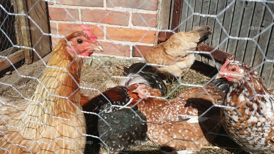 Poultry, Bird, Hen, Farm, Chicken