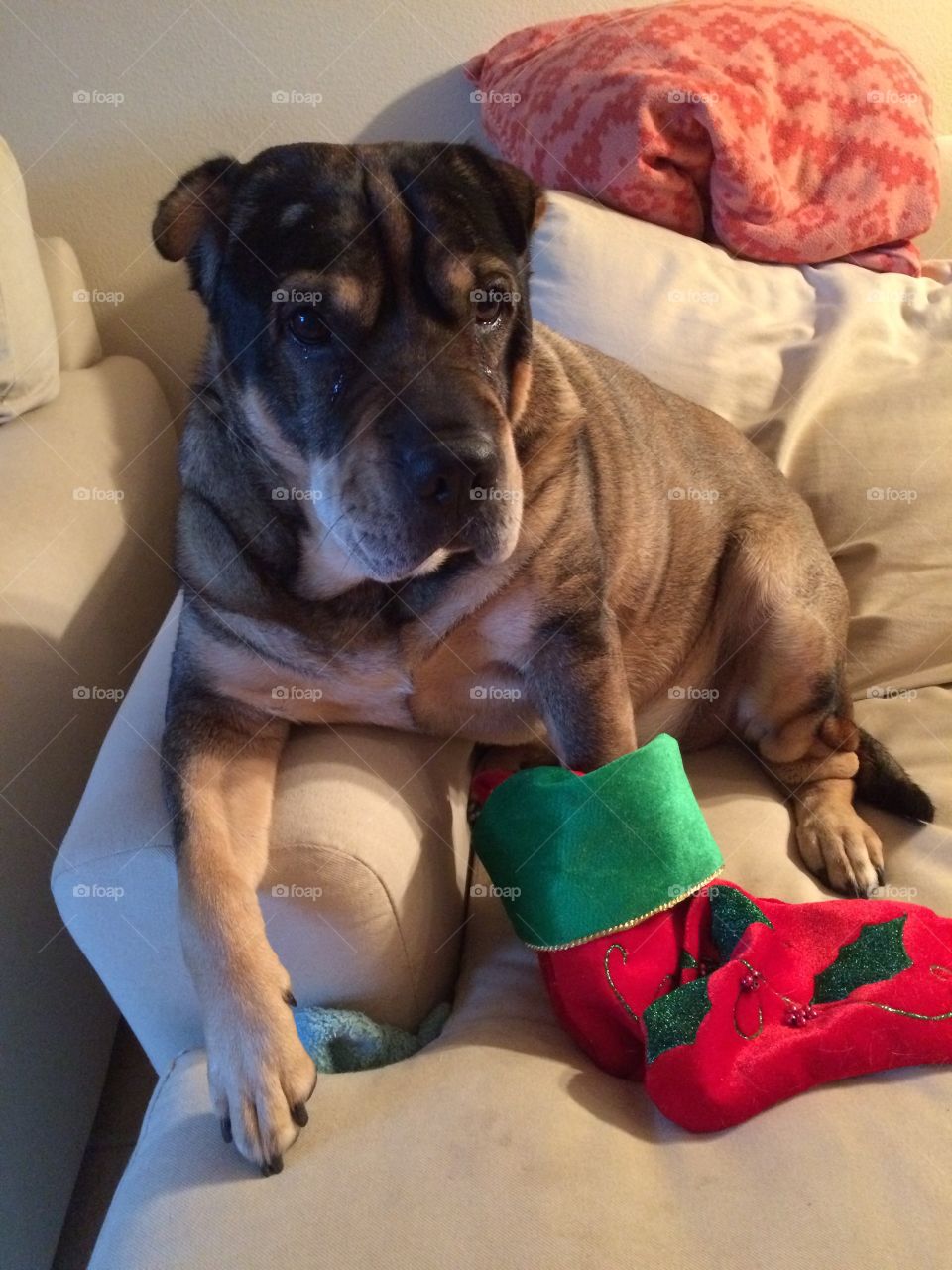 Dog wearing stocking