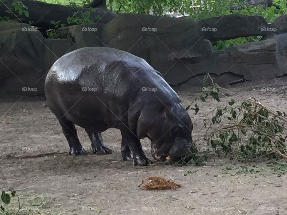 Baby hippo at the zoo.