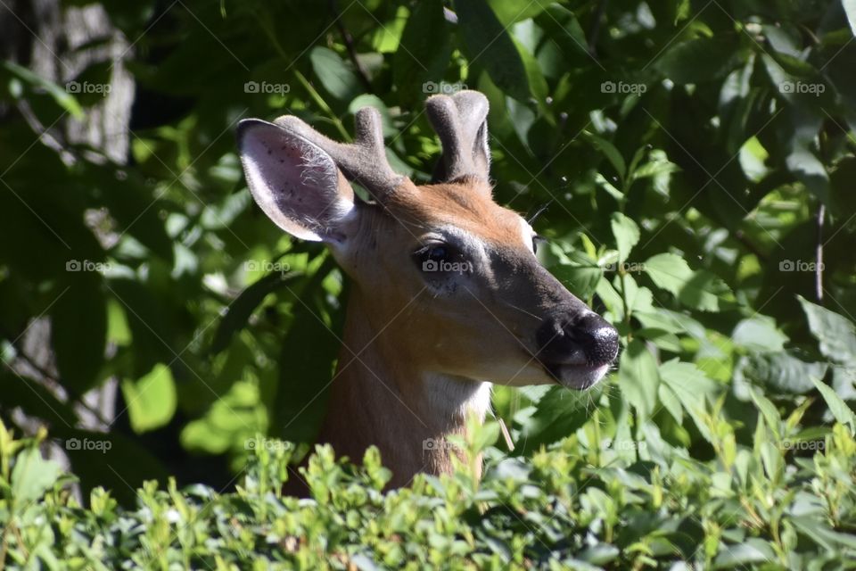 A buck growing in a hedge