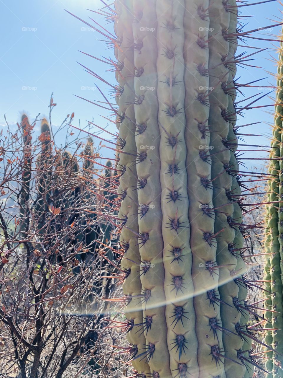 Espinas de cactus