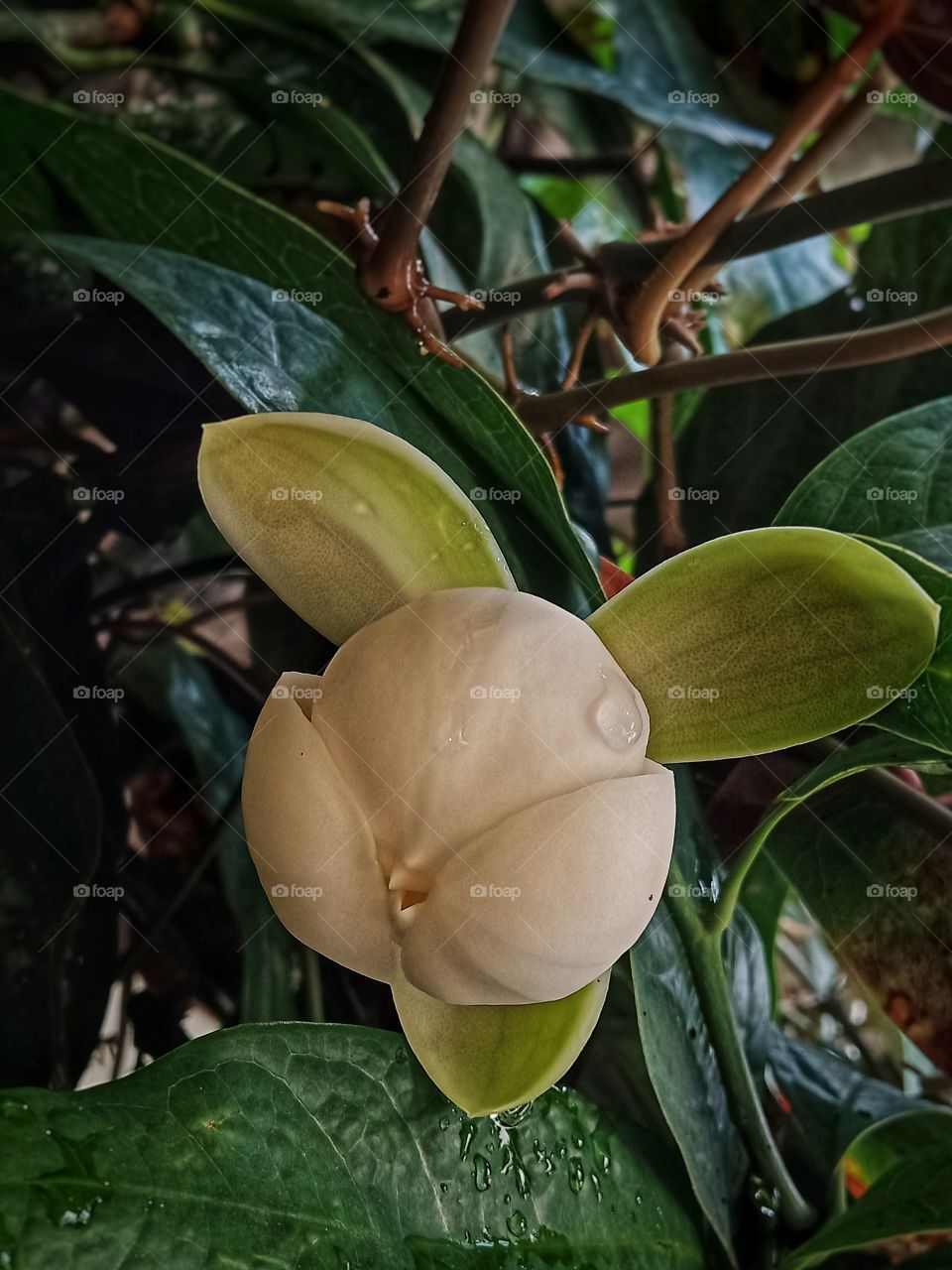 Magnolia liliifera