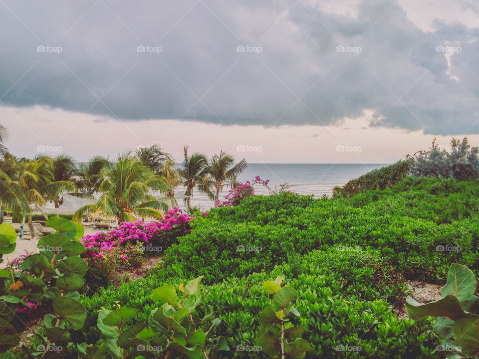 Amazing view of a garden and the horizon 🌲