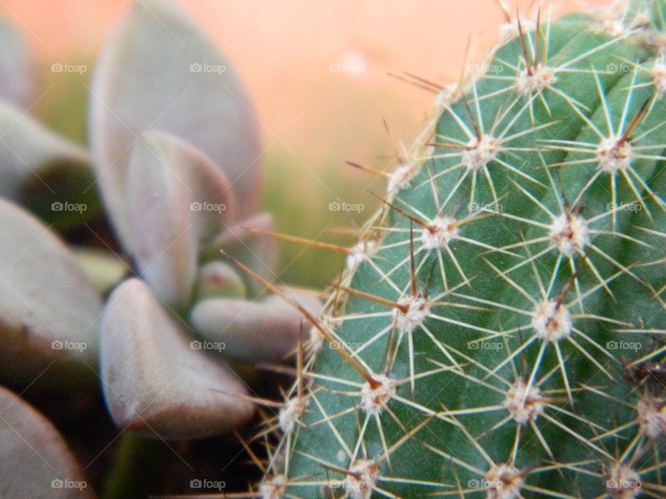 cacti and succulent