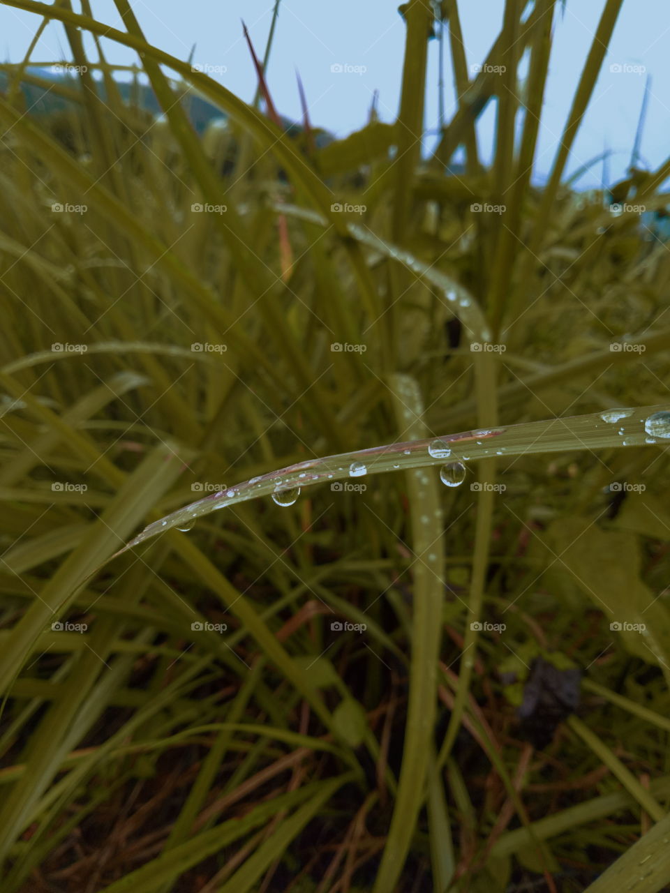 rain drops  on leaf