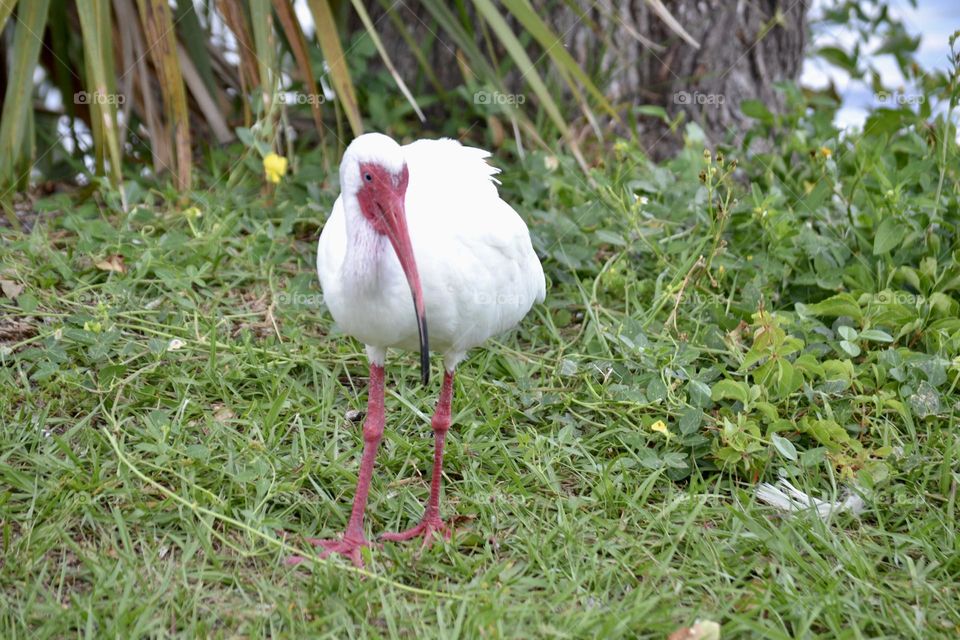 A white Ibis bird with a long skinny orange beak and skinny orange legs standing on green grass in front of palm fronds 