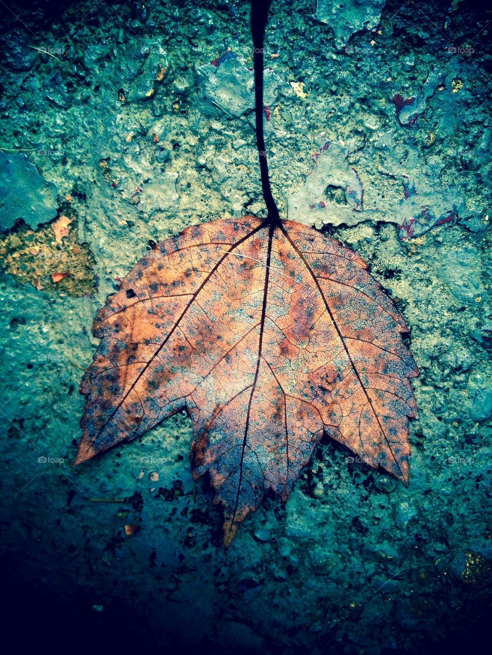 colors color leaves leaf by jmh