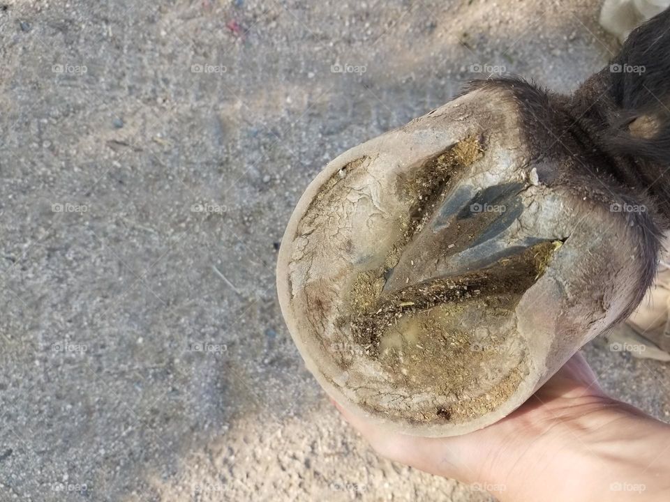Hand holds horse hoof.
Underside of horse hoof.