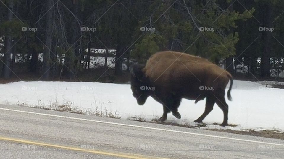 Wild buffalo, Yellowstone National Park