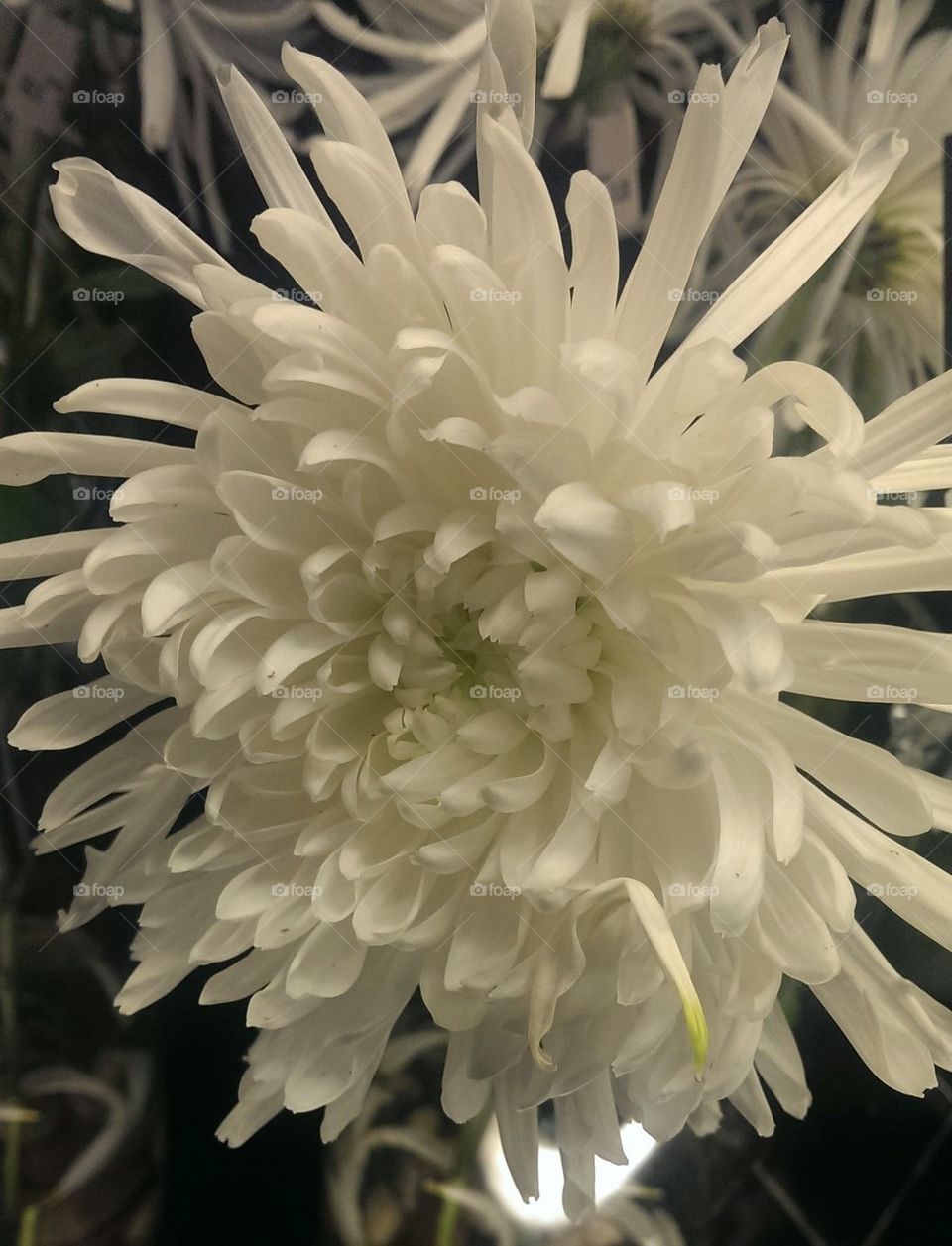 White chrysanth