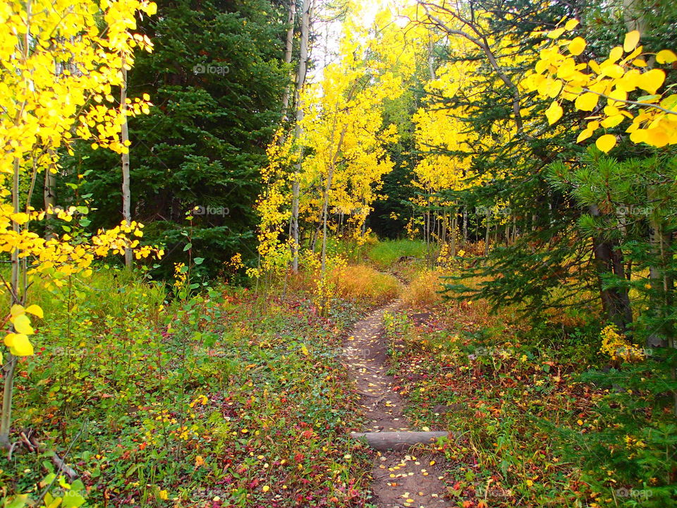 Hiking in Aspens in the fall in Colorado
