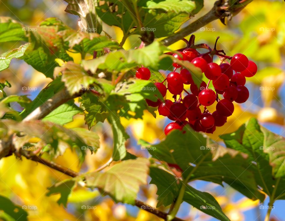 Autumn berries in Michigan
