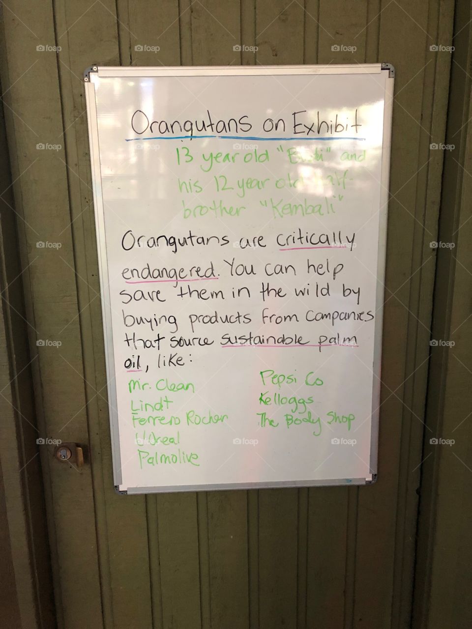 Whiteboard from the Toronto Zoo orangutans area - how you can help orangutans!