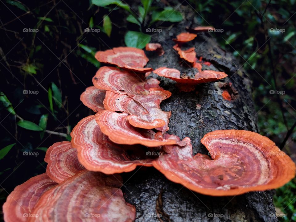 Mushrooms on dead tree