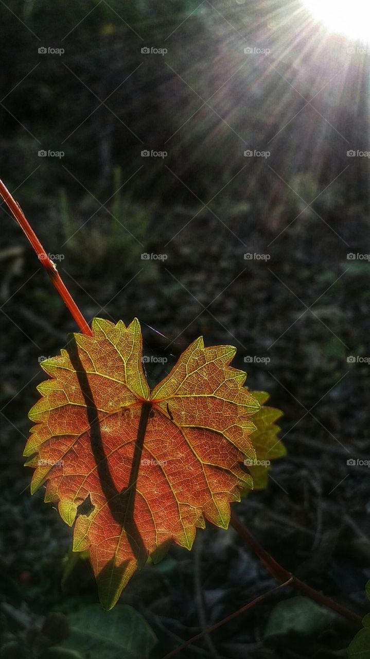 Fall, Leaf, Maple, Nature, Wood