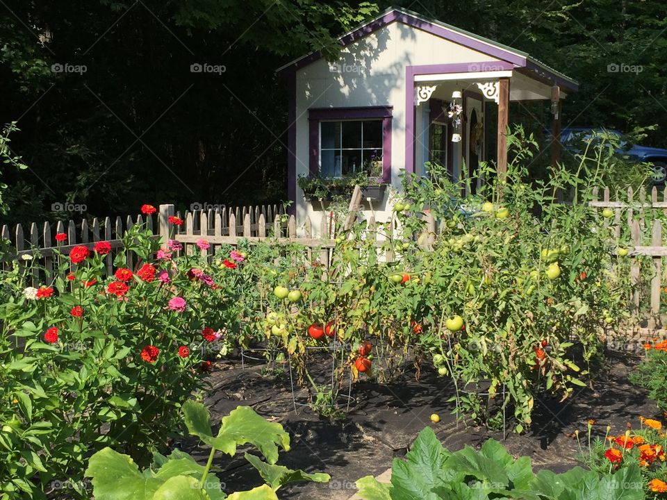 Vegetable Garden in Late Summer with Garden Shed