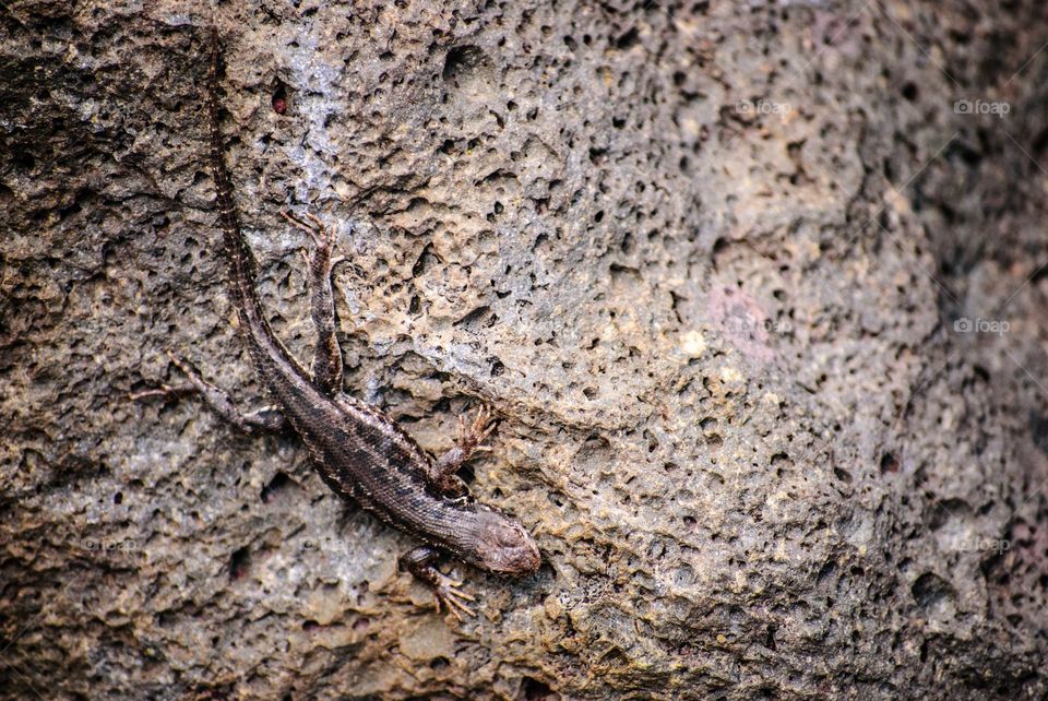 Brown lizard on a textured rock