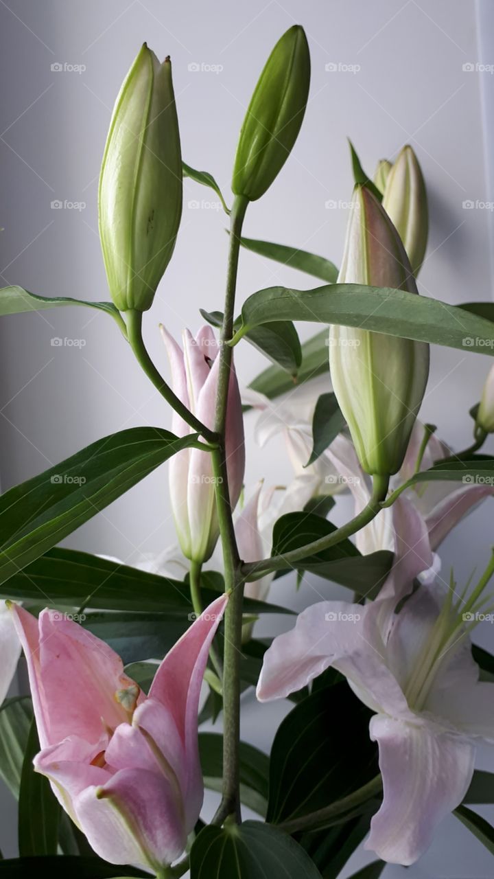 Beautiful lily flower