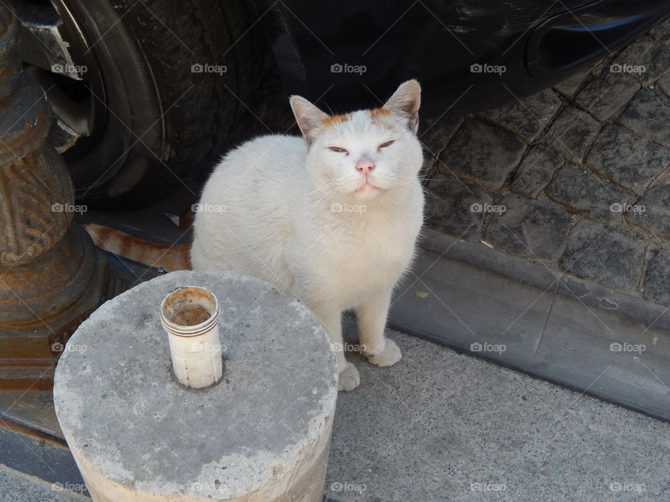 Cat posing in Istanbul 