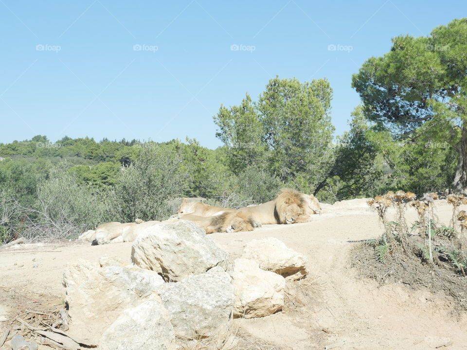 lion african savanna