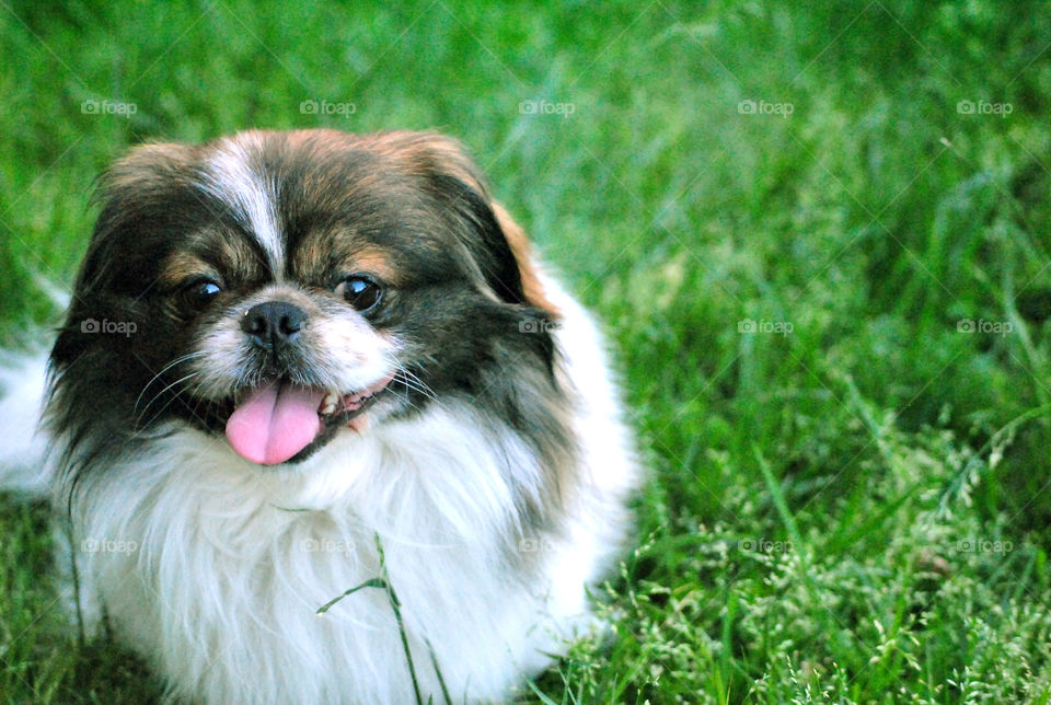 Happy dog, smiling pekingese, playing with toy in grass, close up